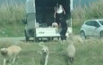 Mileyha Bölgesi’ne köpek bırakan 2 kişiye 540 bin TL idari para cezası