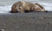 Samandağ sahilinde telef olan hayvanlar kıyıya vurmaya devam ediyor