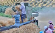 Altınözü’nde patozla asırlık buğday harmanı geleneği yaşatılıyor